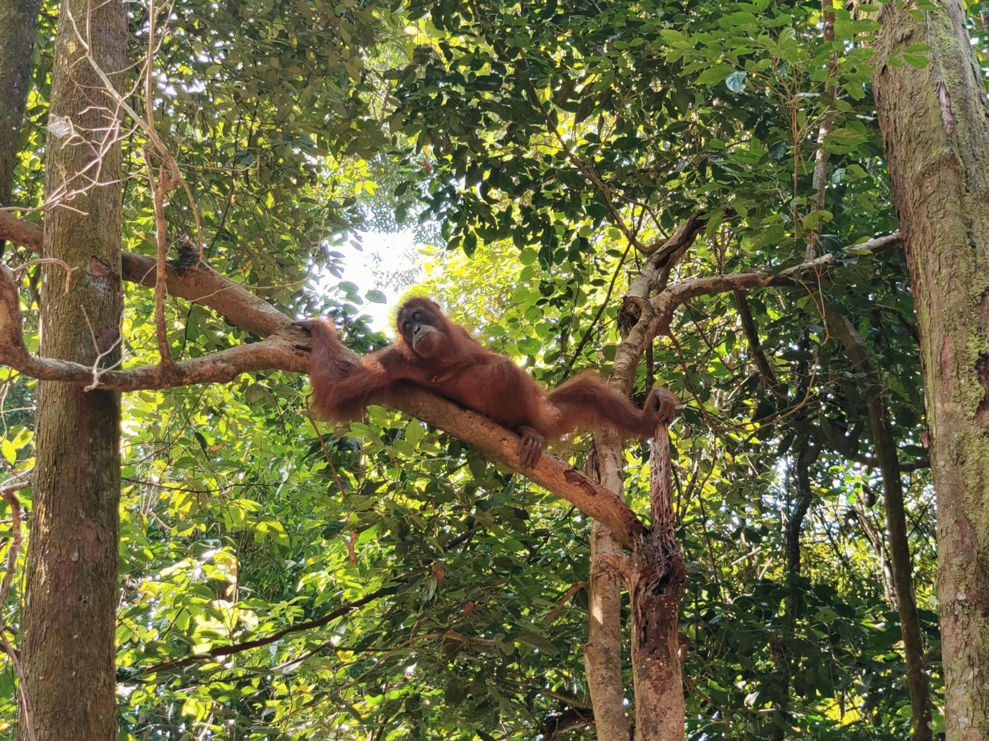 Asim Paris Guesthouse & Jungle Trekking Bukit Lawang Exterior photo