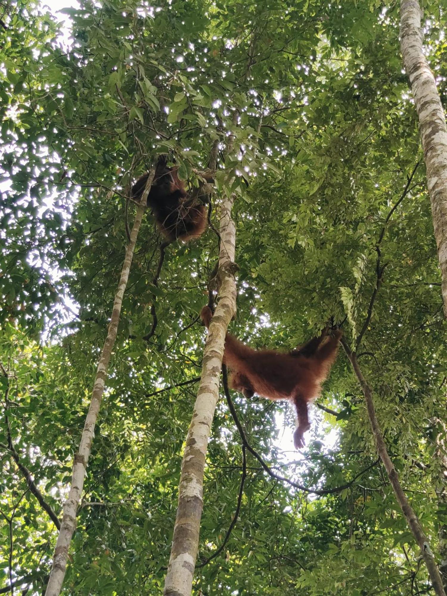 Asim Paris Guesthouse & Jungle Trekking Bukit Lawang Exterior photo