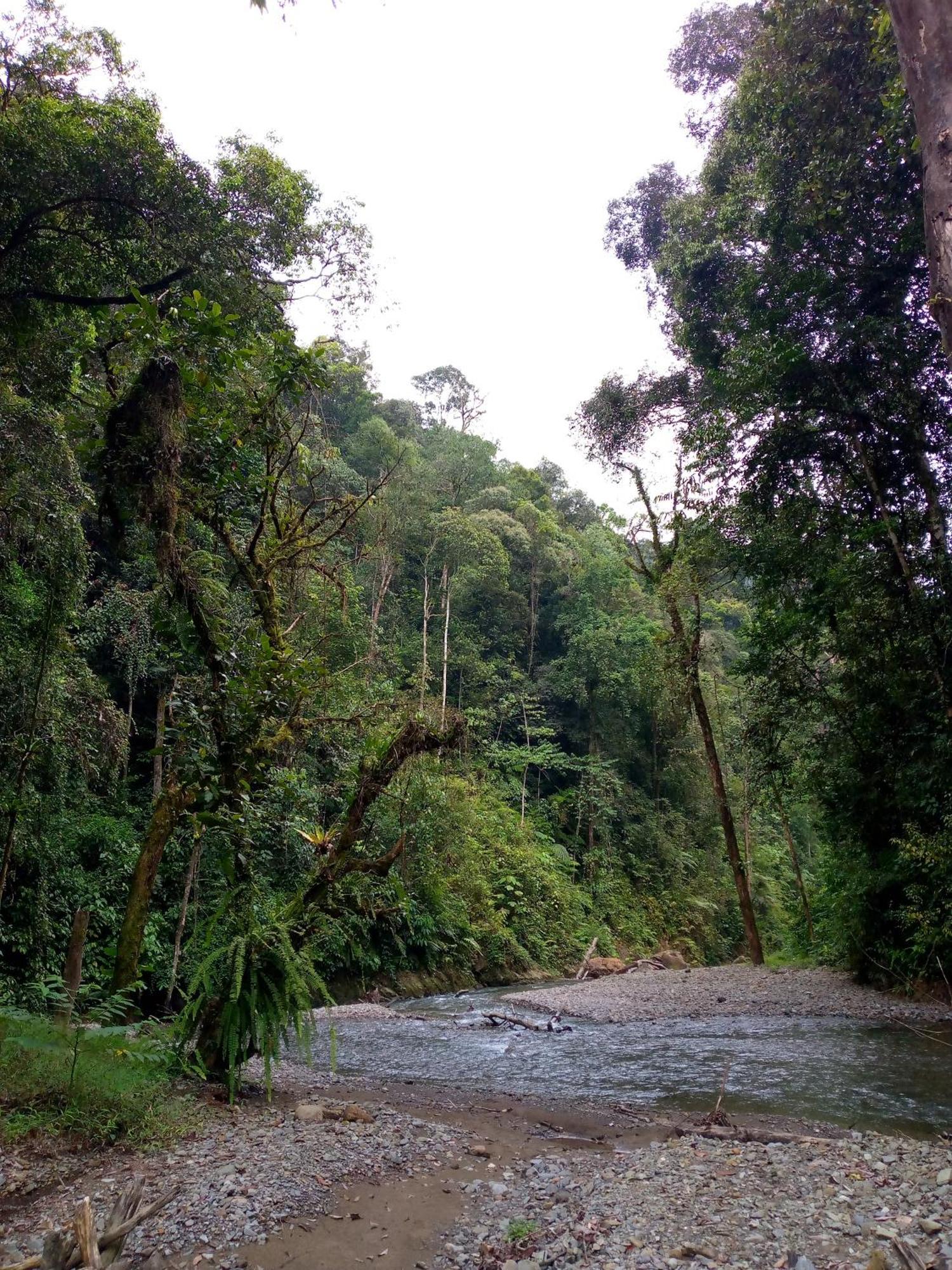 Asim Paris Guesthouse & Jungle Trekking Bukit Lawang Exterior photo