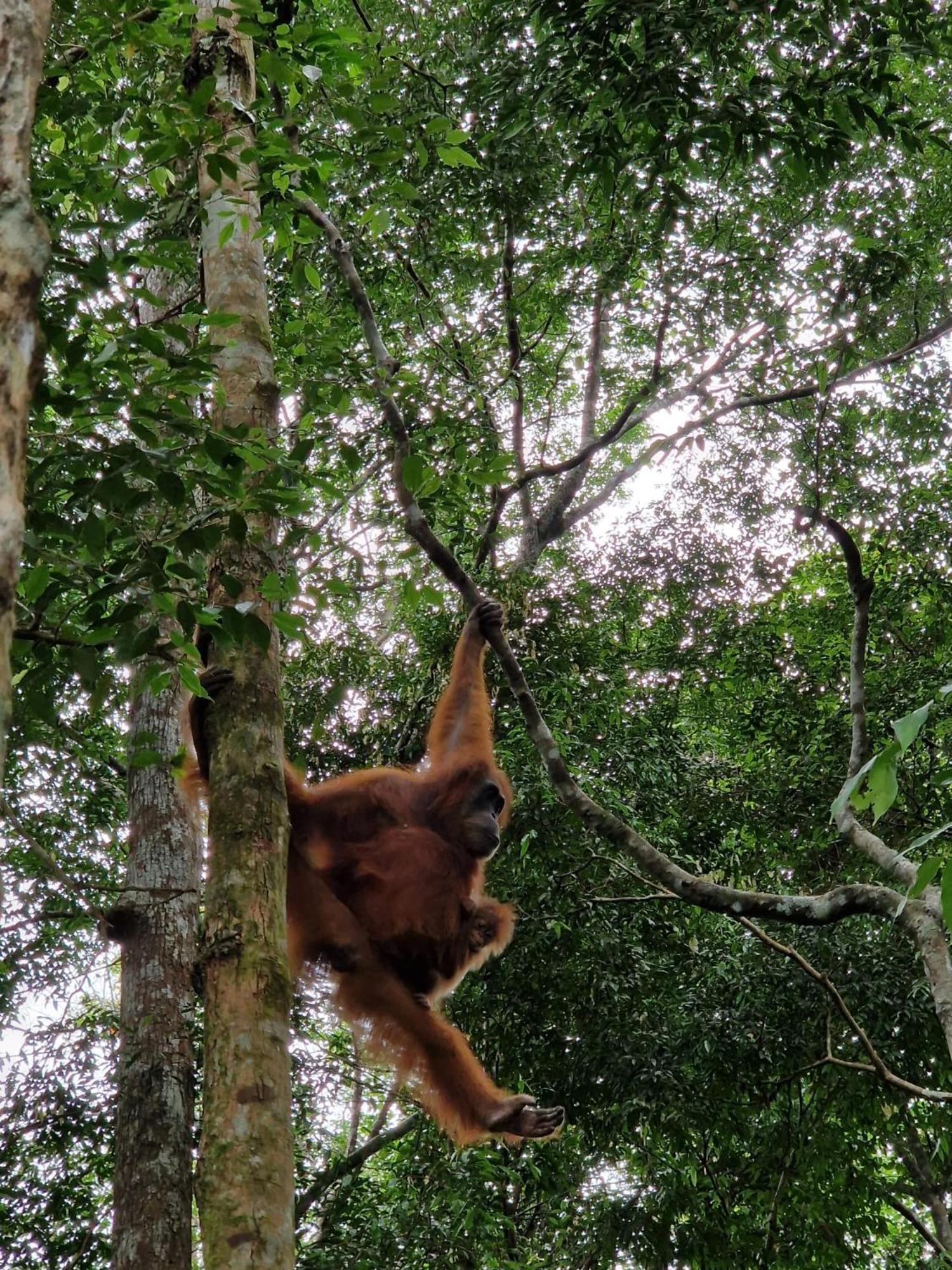 Asim Paris Guesthouse & Jungle Trekking Bukit Lawang Exterior photo